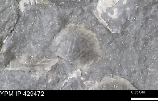 Devonochonetes sp.
