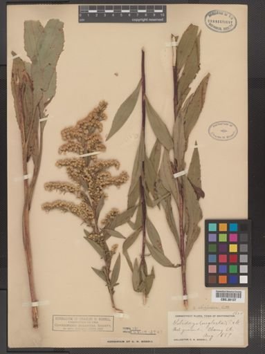 Solidago uliginosa