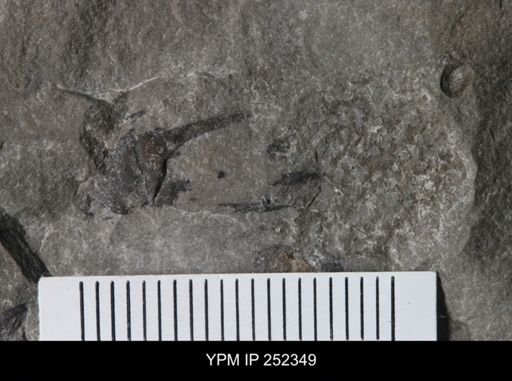 undet. Eurypterida