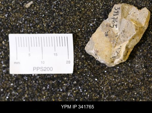 Inoceramus sp.