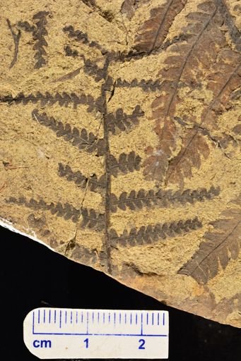 Microphyllopteris gieseckiana