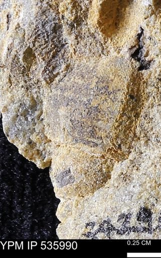 Goniobasis tenuicarinata