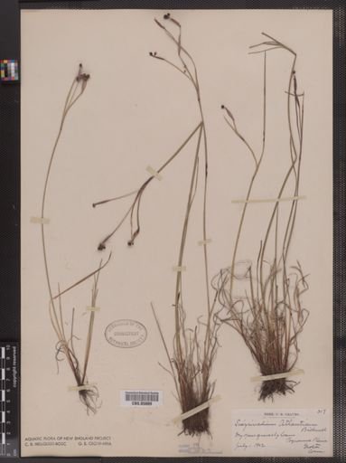 Sisyrinchium atlanticum