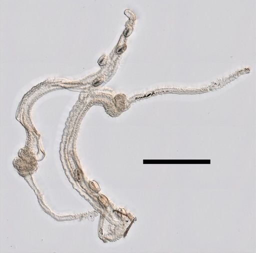 Bargmannia elongata