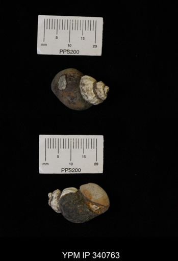 Cancellaria sp.