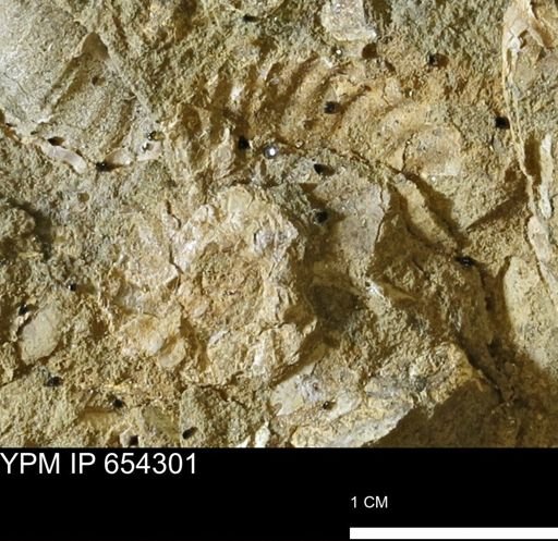 Ammonoidea