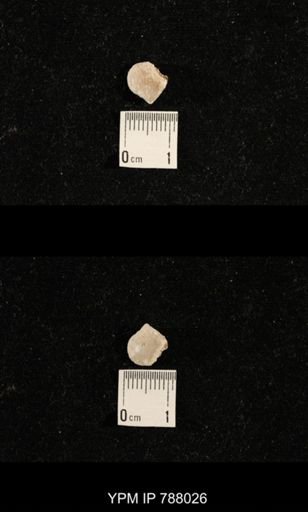 undet. Brachiopoda