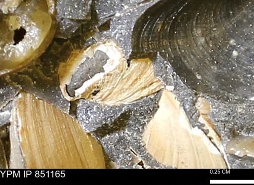 Limopsis striatopunctatus
