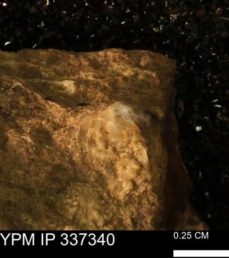 undet. Mollusca