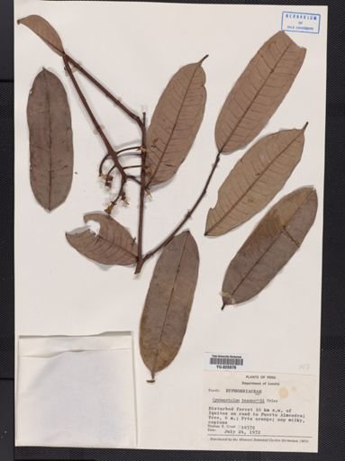 Plantae