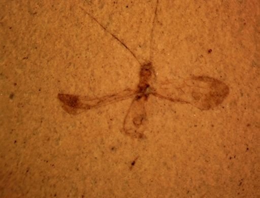 Psocoptera?
