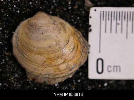 Limopsis striatopunctatus