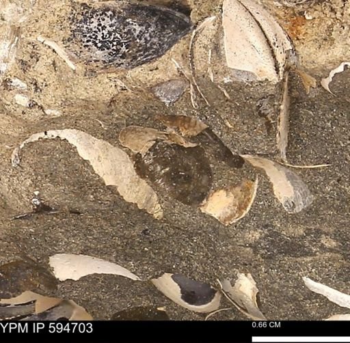 Protocardia sp.