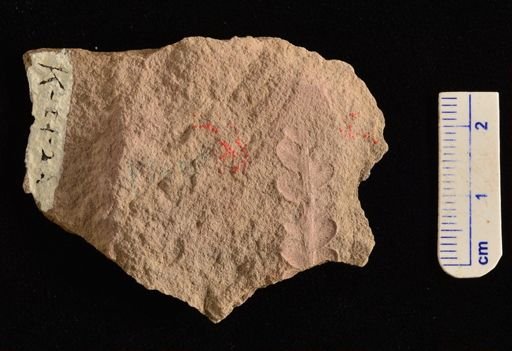 Cladophlebis sp.