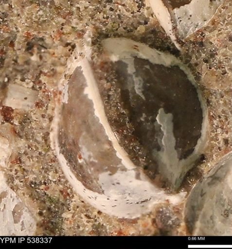 Corbulamella gregaria