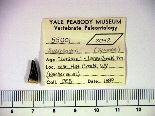 Aublysodon sp.