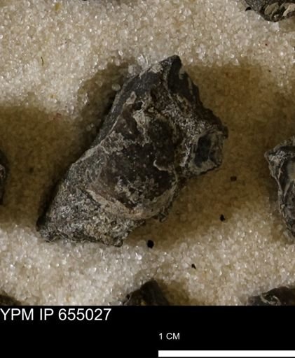 Protocardia
