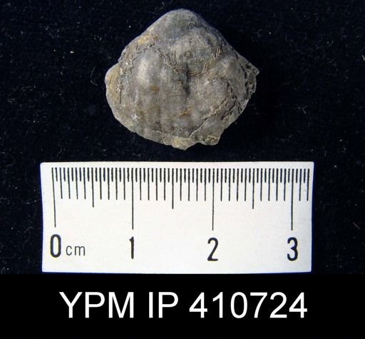 Pentamerella pavilionensis