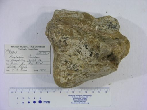 Amebelodon floridanus