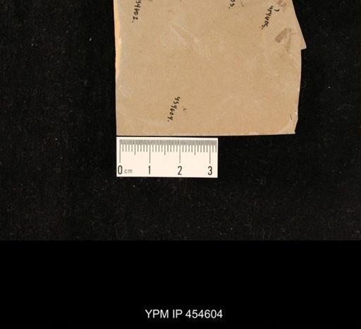 undet. Diptera