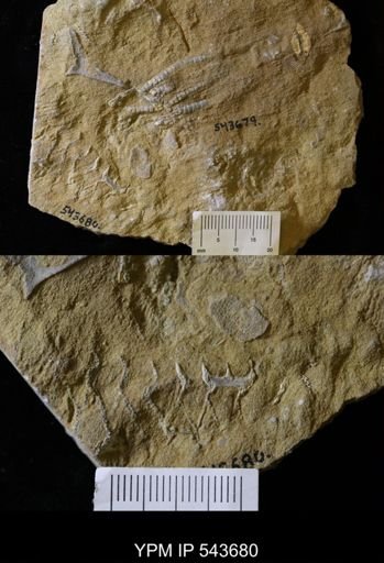 Archimedes sp.