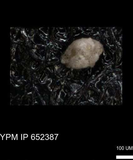 undet. Foraminiferida