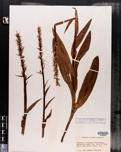 Habenaria