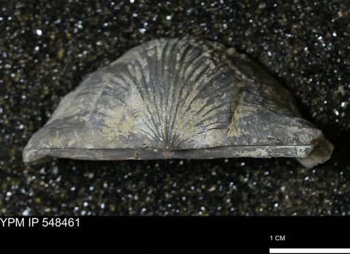Stropheodonta kemperi