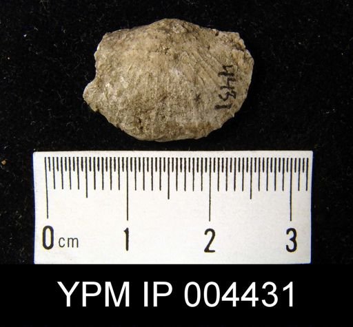 undet. Strophomenida