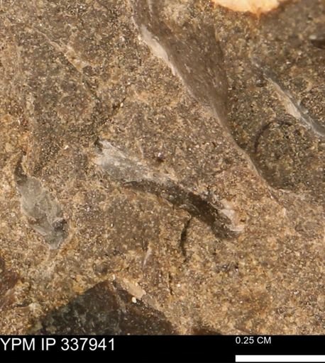 undet. Bivalvia