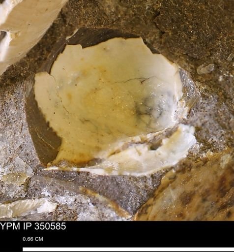 undet. Bivalvia