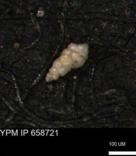 Verneuilinoides kansasensis