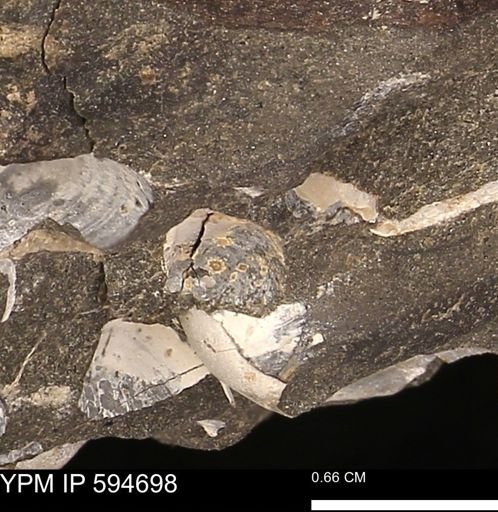 Protocardia sp.
