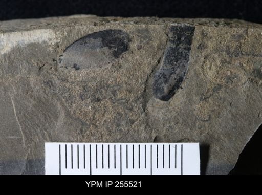 Eurypterida