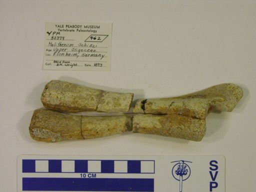 Halitherium schinzi