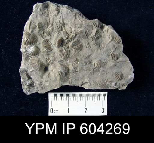 Anoplotheca hemispherica
