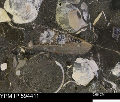 Sphenodiscus sp.