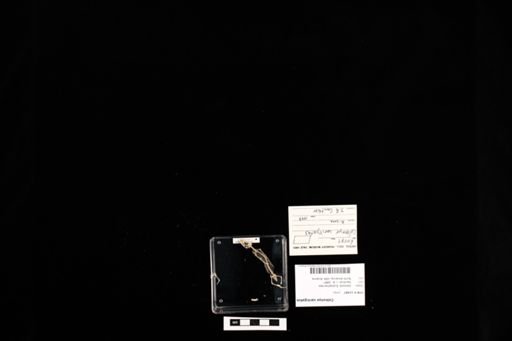 Coleonyx variegatus