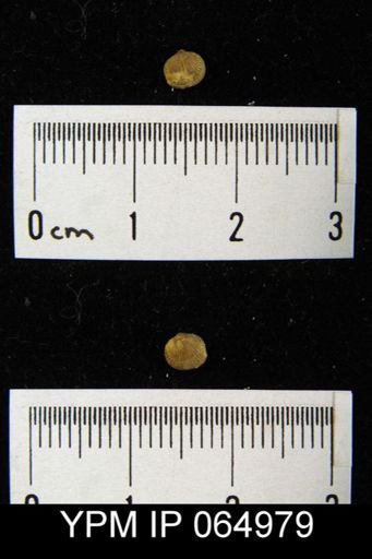 Mendacella cliftonensis