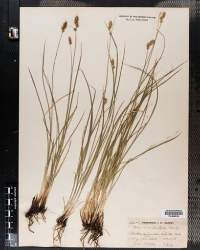 Carex