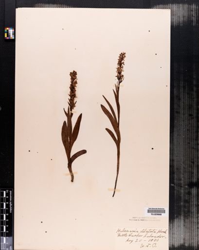 Habenaria