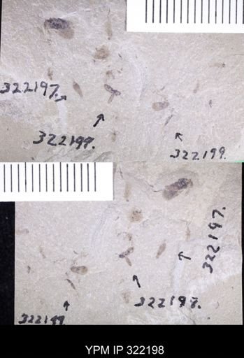 undet. Coleoptera