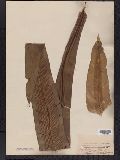 Asplenium