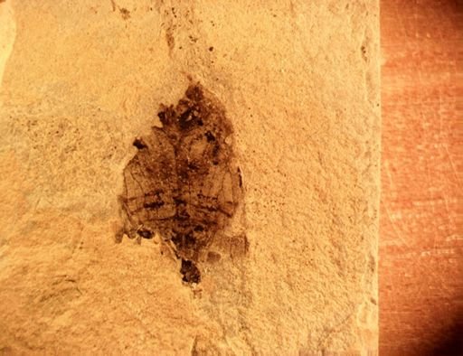 undet. Fulgoridae