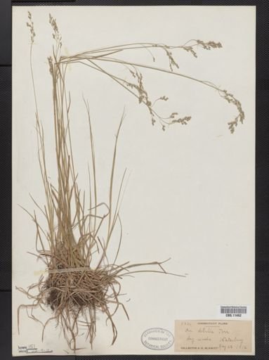 Poa languida