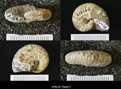 Phelopteria linguaeformis