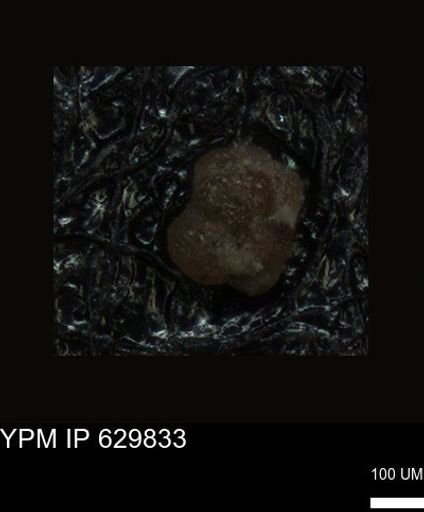 undet. Foraminiferida