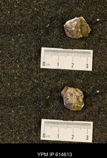 Fasciolaria buccinoides