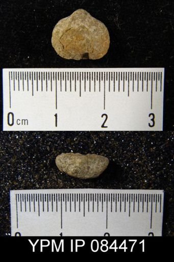 Rhipidomella hybrida