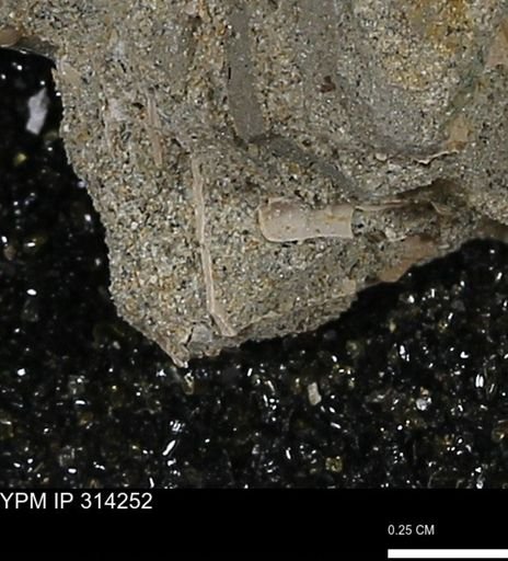 undet. Scaphopoda
